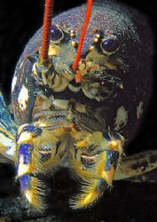 Lobster.
Porth Ysgaden, N. Wales.
F90X 60mm. by Mark Thomas 